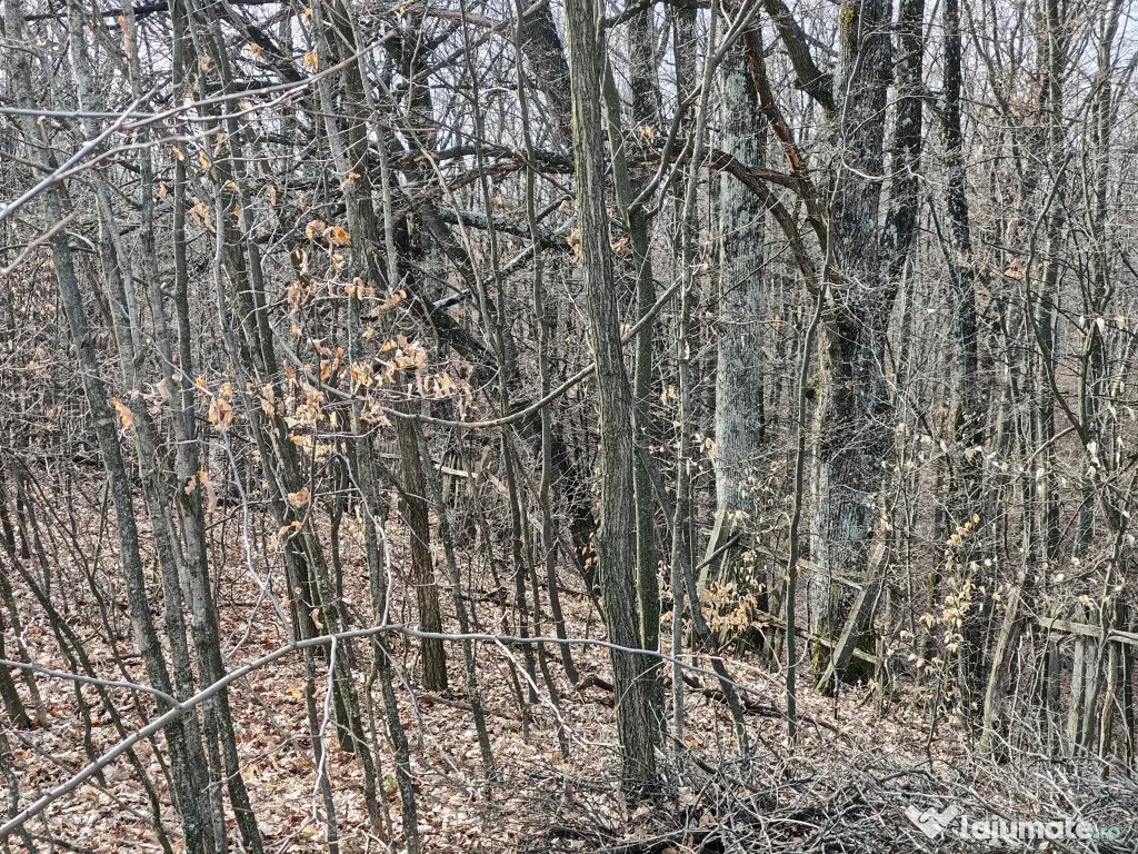 Teren Intravilan 1.472 mp Cotmeana - Lintești, Utilități la gard, lângă Pădure 