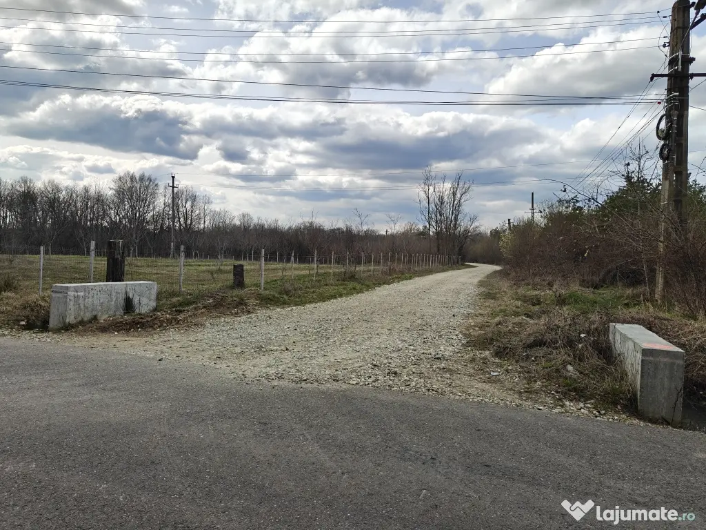 Teren Intravilan 1.472 mp Cotmeana - Lintești, Utilități la gard, lângă Pădure 