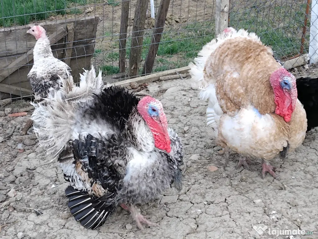 Curci și curcani românești 