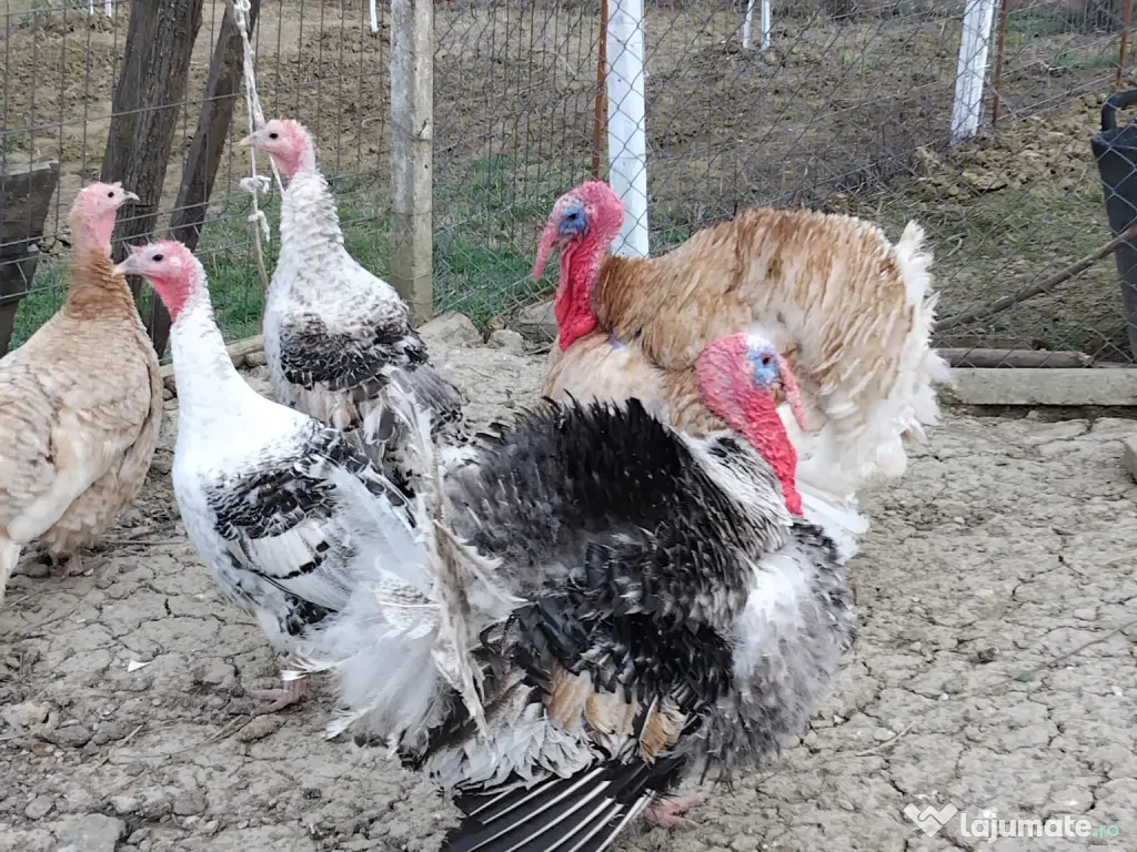 Curci și curcani românești 