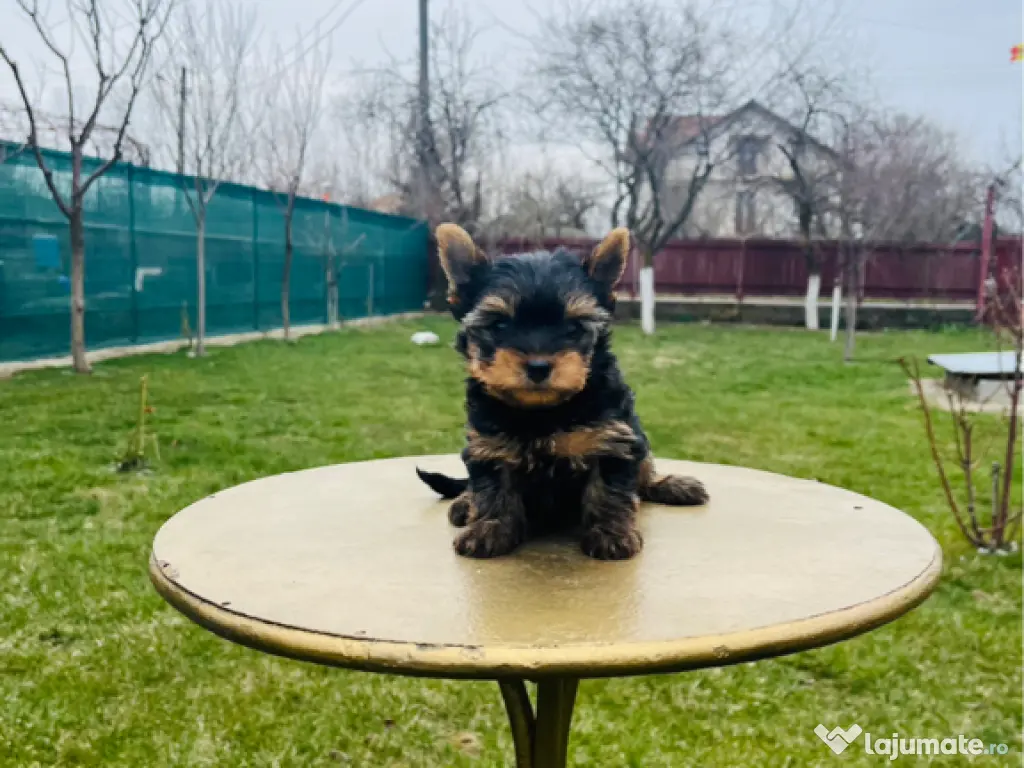 Yorkshire terrier rasa pura 
