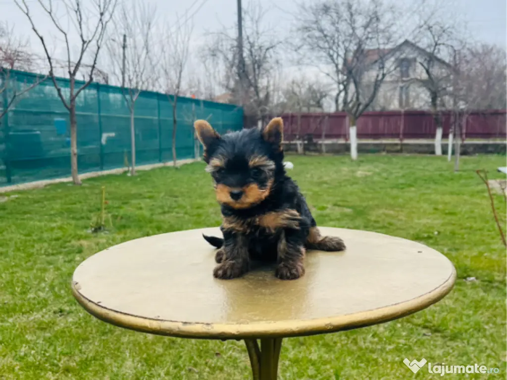 Yorkshire terrier rasa pura 