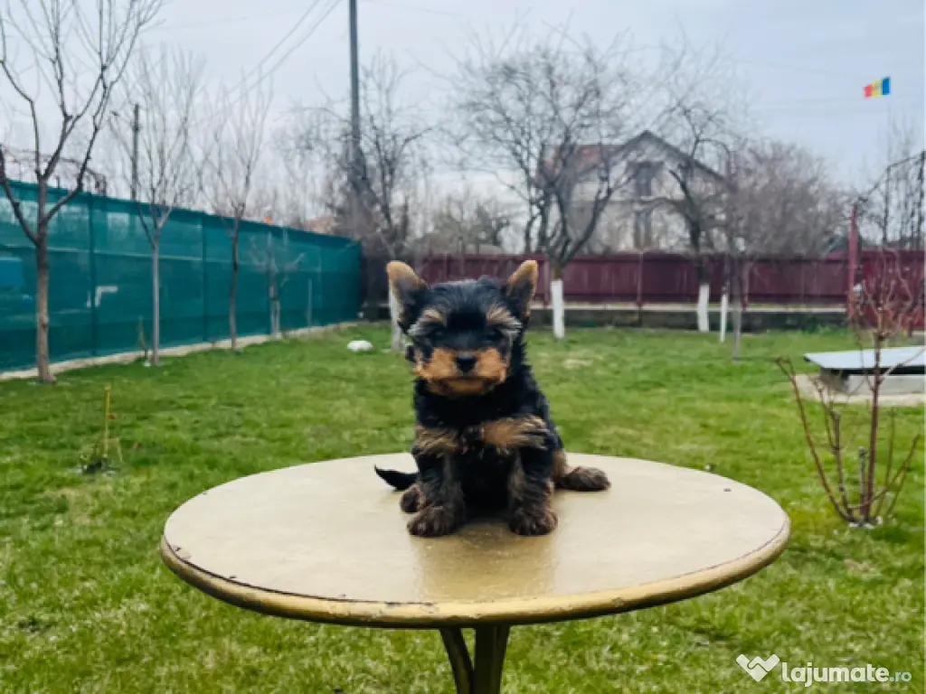 Yorkshire terrier rasa pura 