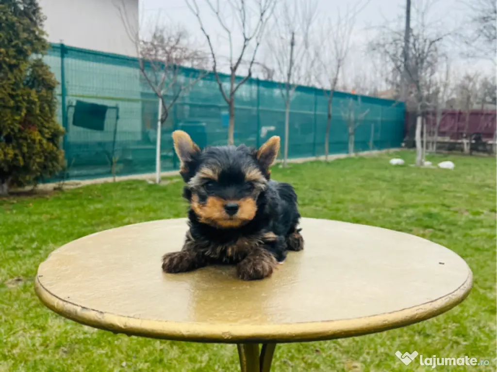 Yorkshire terrier rasa pura 