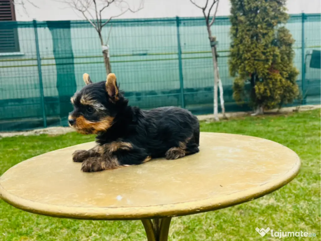 Yorkshire terrier rasa pura 