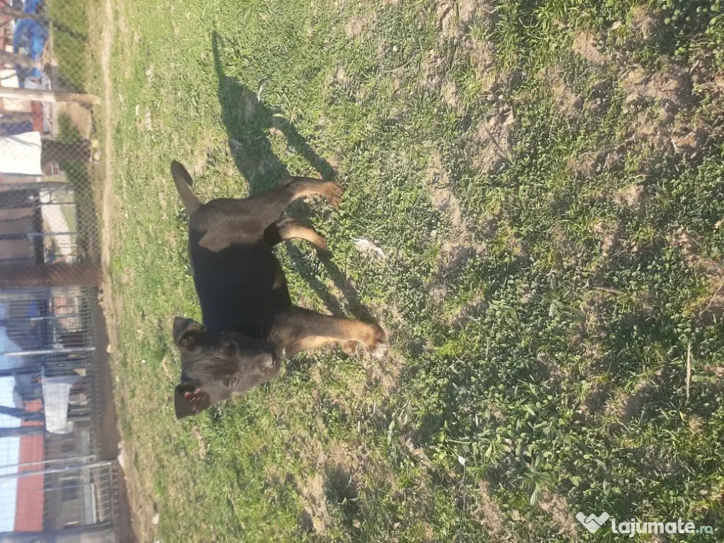ciobanesc belgian malinois mascul 