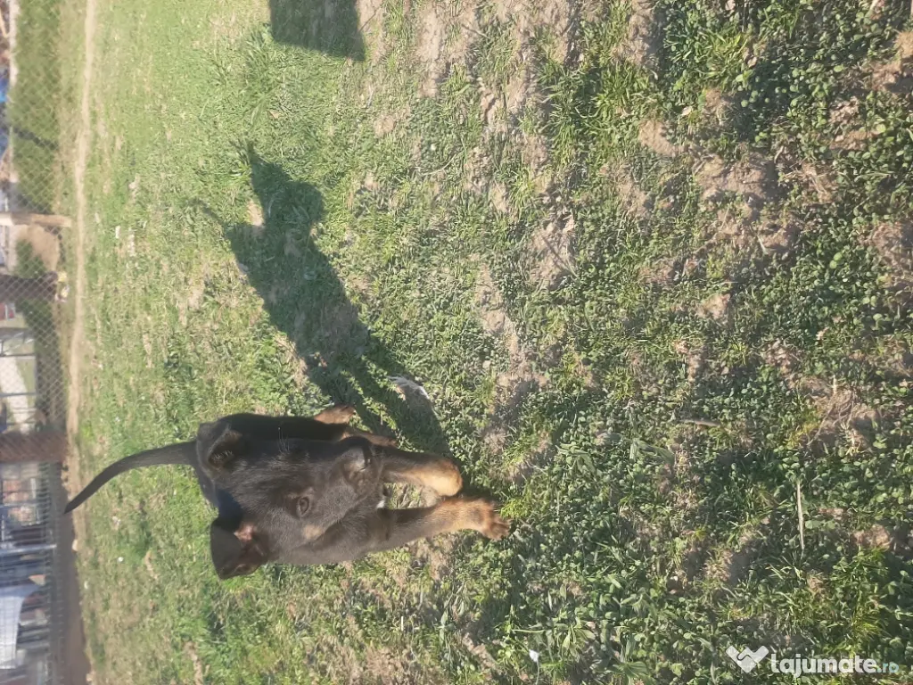 ciobanesc belgian malinois mascul 