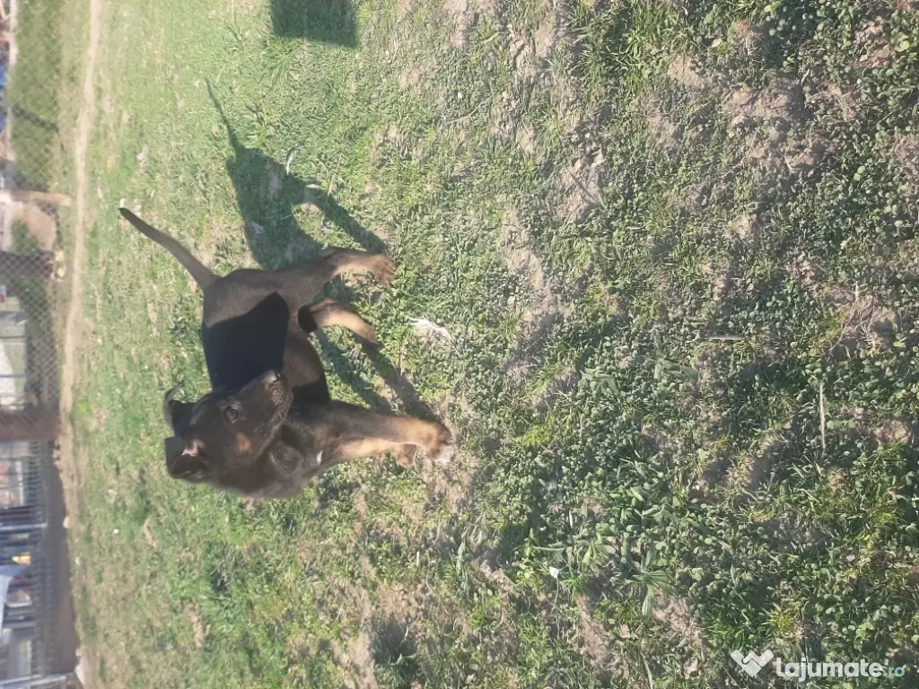 ciobanesc belgian malinois mascul 