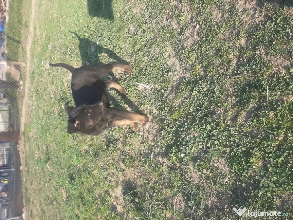 ciobanesc belgian malinois mascul 