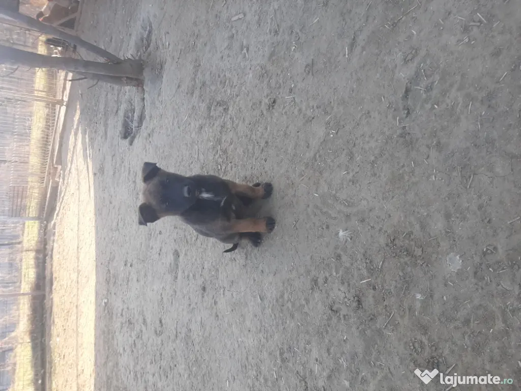 ciobanesc belgian malinois mascul 