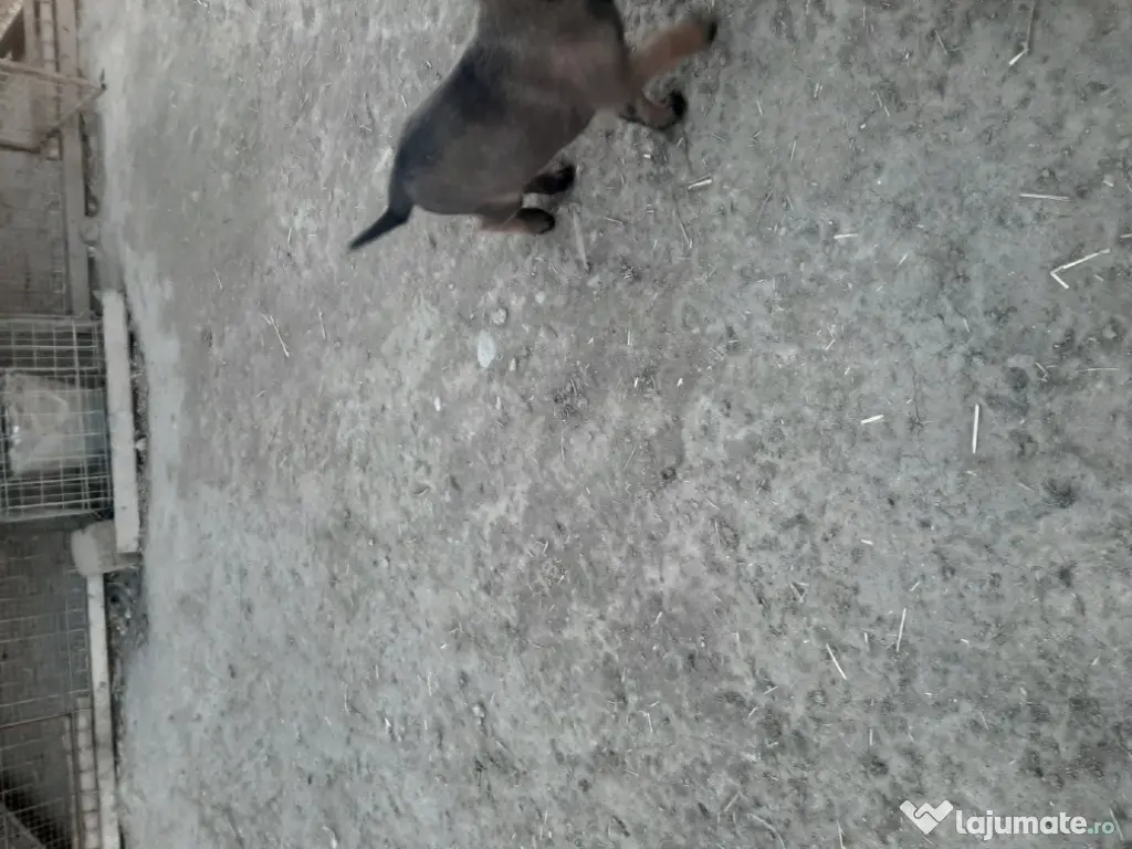 ciobanesc belgian malinois mascul 