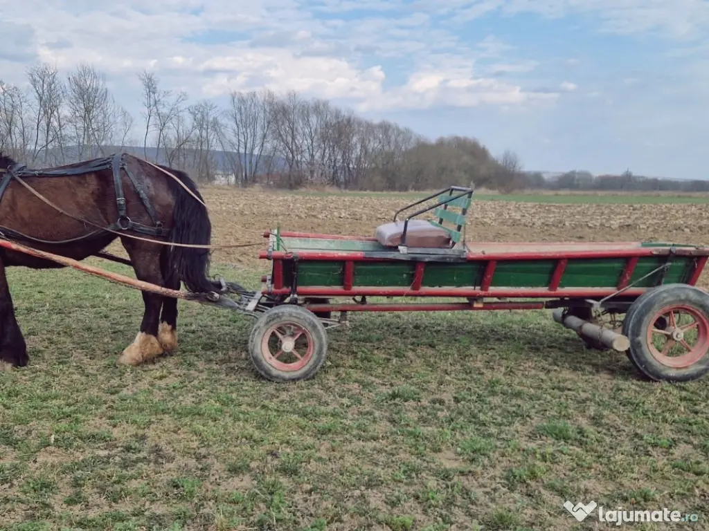Iapa de 5 ani Foarte cuminte si ascultatoare