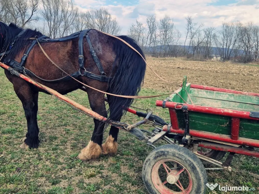 Iapa de 5 ani Foarte cuminte si ascultatoare