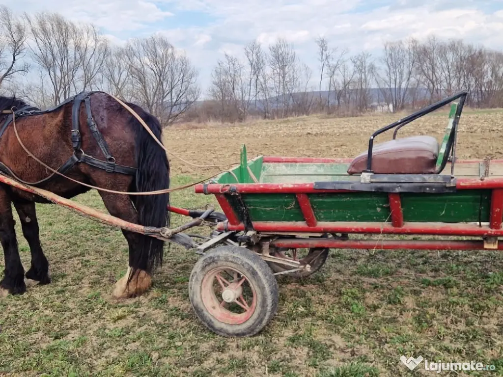 Iapa de 5 ani Foarte cuminte si ascultatoare