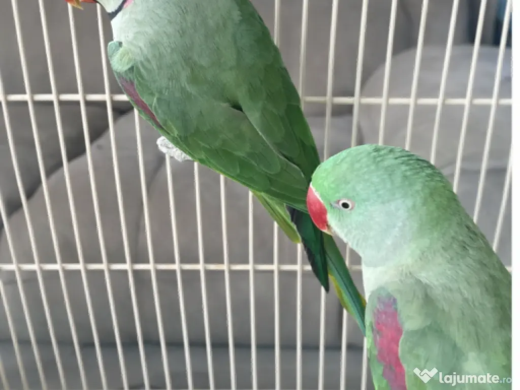 Pereche marele Alexandru 