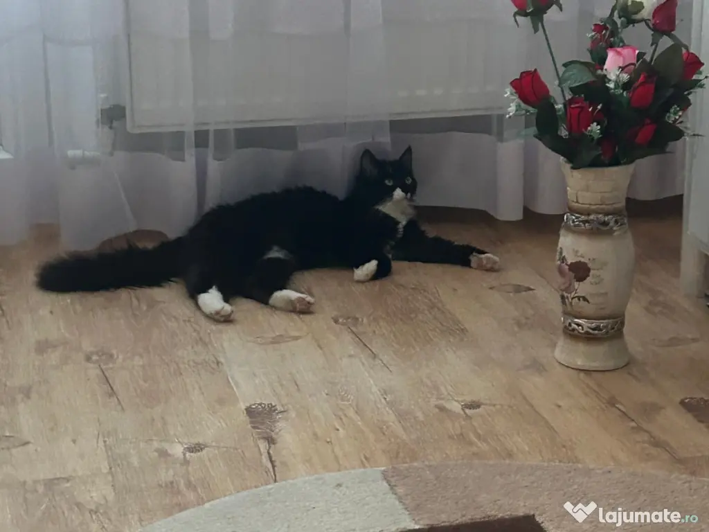 Vând apartament cu două camere 