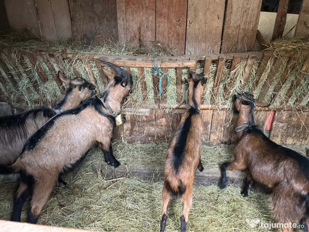 Capre alpine franceze și metiși 