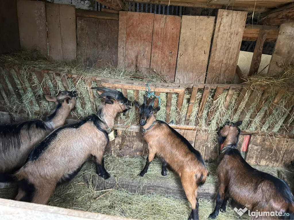 Capre alpine franceze și metiși 