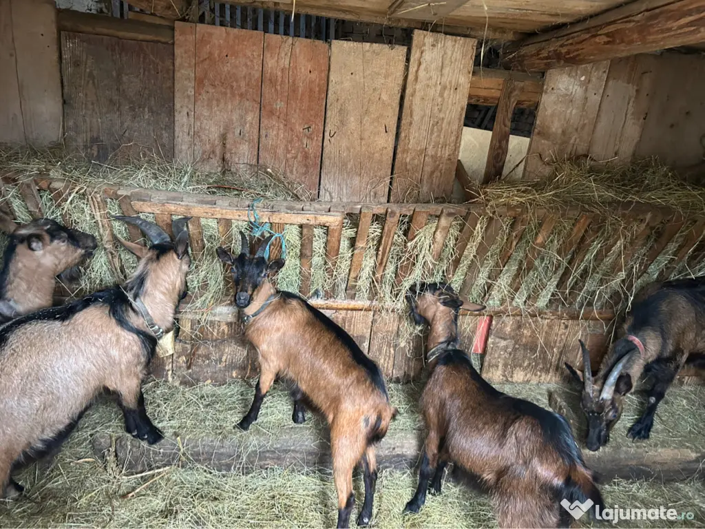 Capre alpine franceze și metiși 