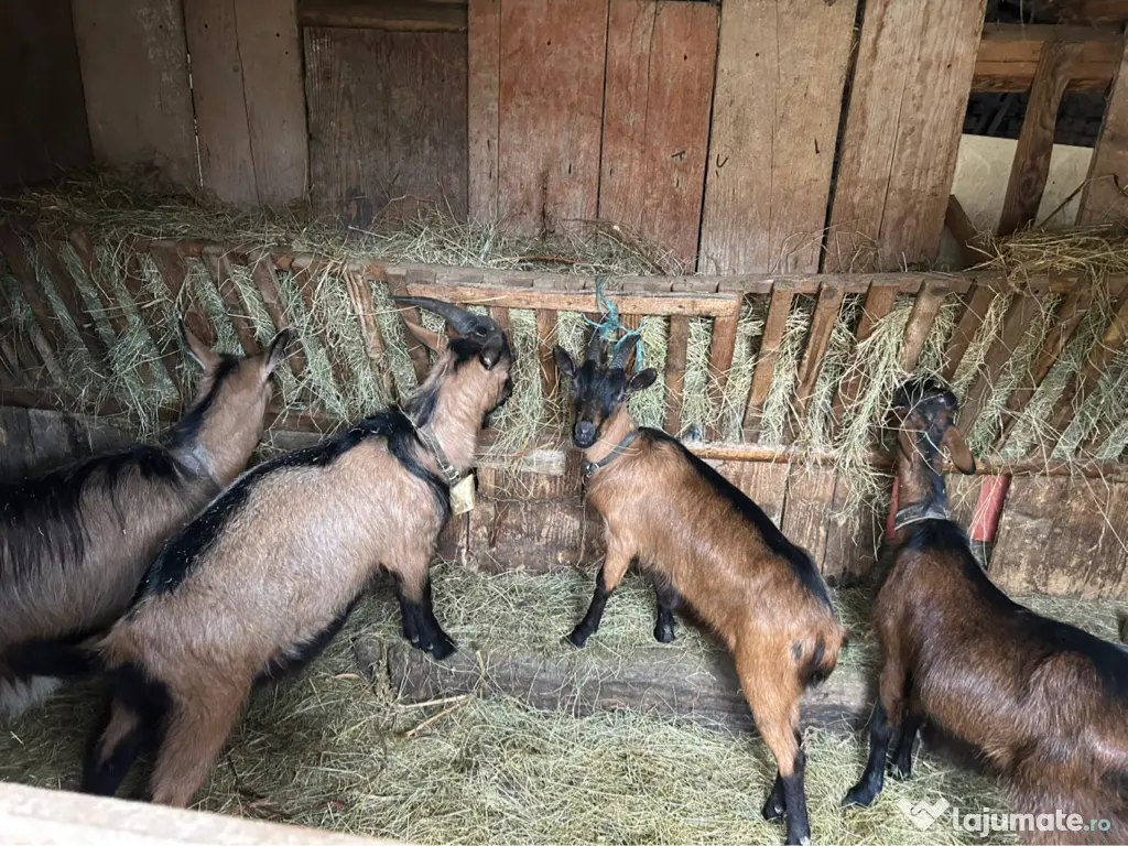 Capre alpine franceze și metiși 