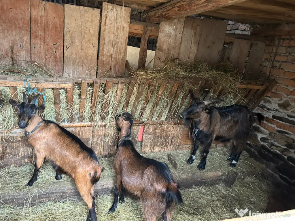 Capre alpine franceze și metiși 