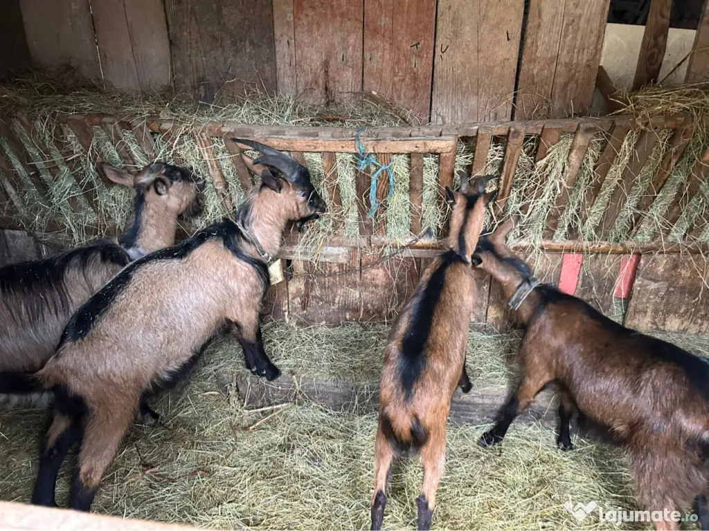 Capre alpine franceze și metiși 