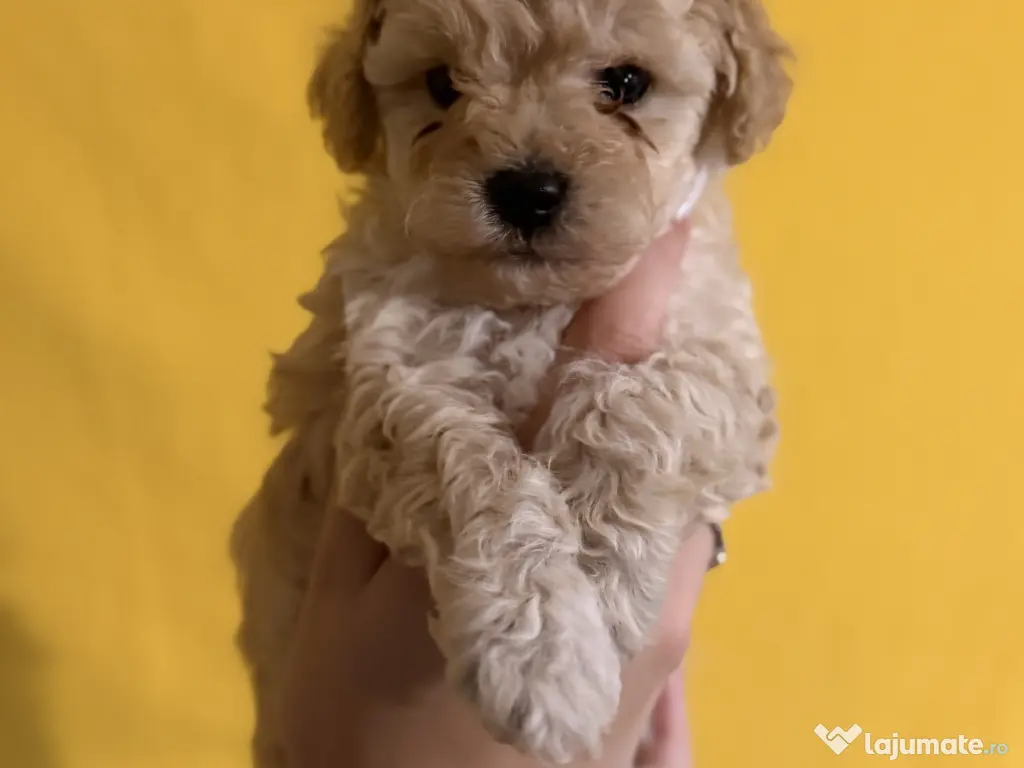 Puiuți Maltipoo 