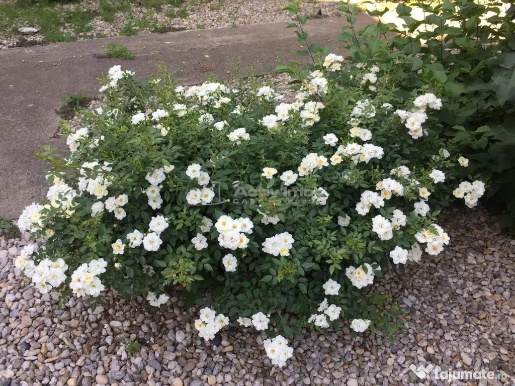 Vila Monumentul Eroilor- Clinceni P 1 