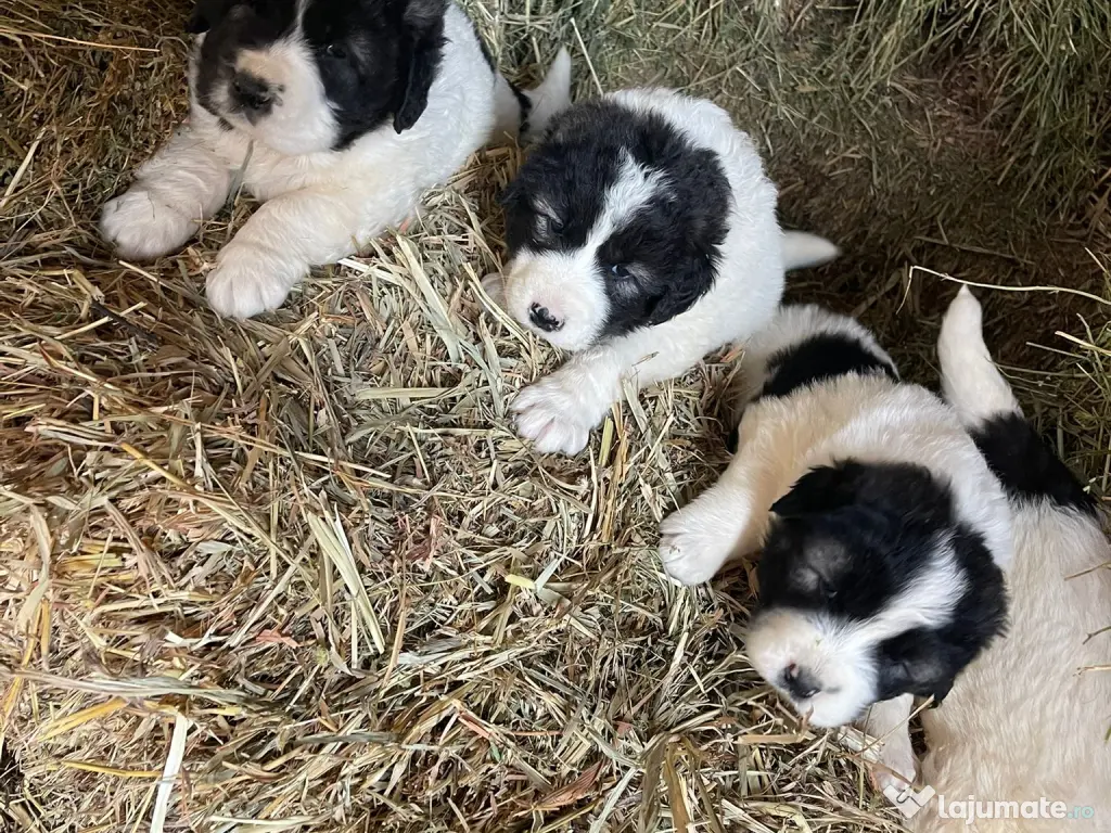 Ciobanesc de Bucovina 