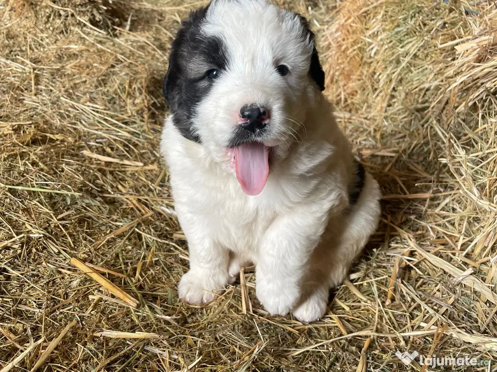 Ciobanesc de Bucovina 