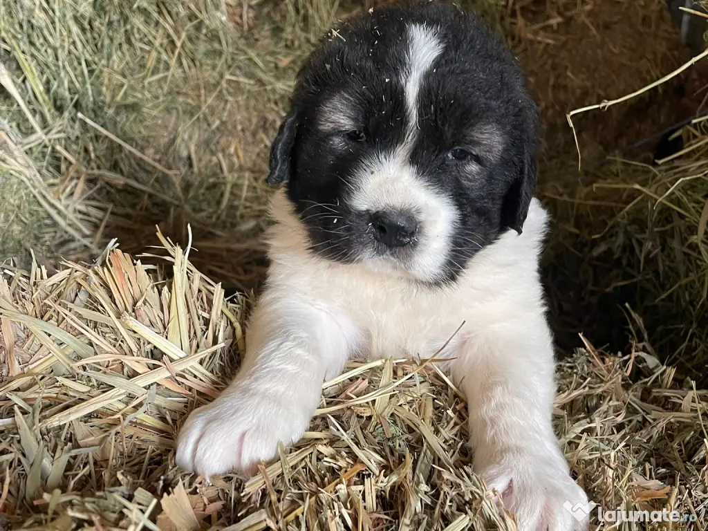 Ciobanesc de Bucovina 