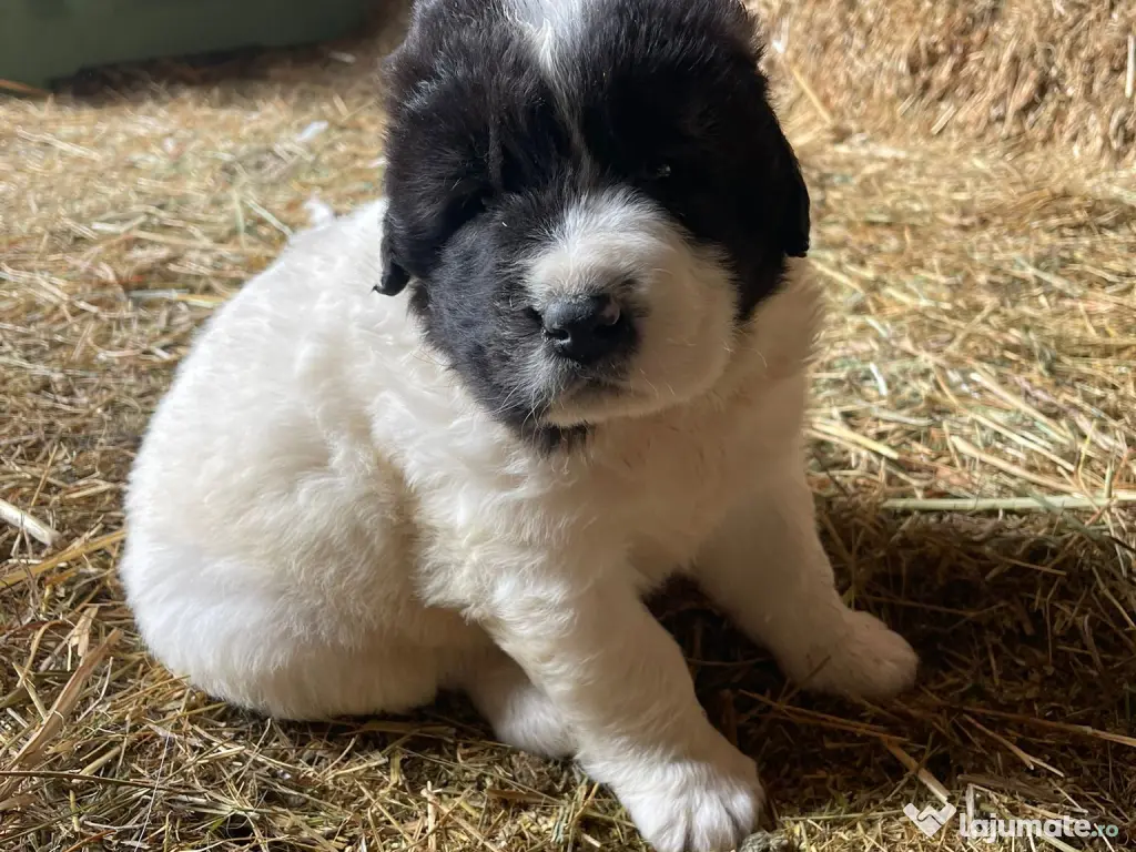 Ciobanesc de Bucovina 