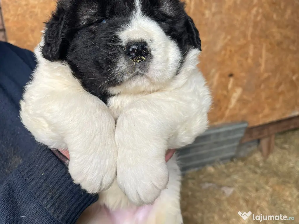 Ciobanesc de Bucovina 