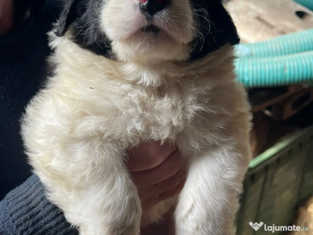 Ciobanesc de Bucovina 