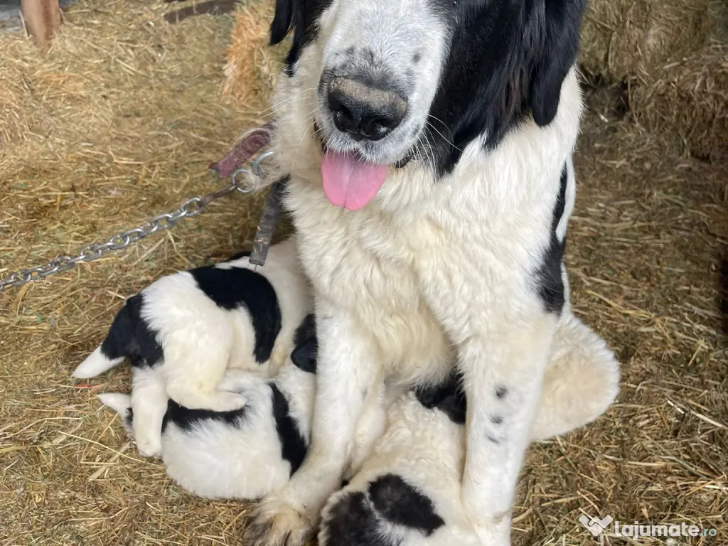 Ciobanesc de Bucovina 