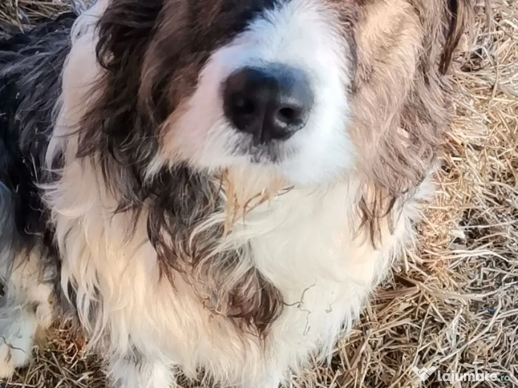 Ciobanesc de Bucovina 