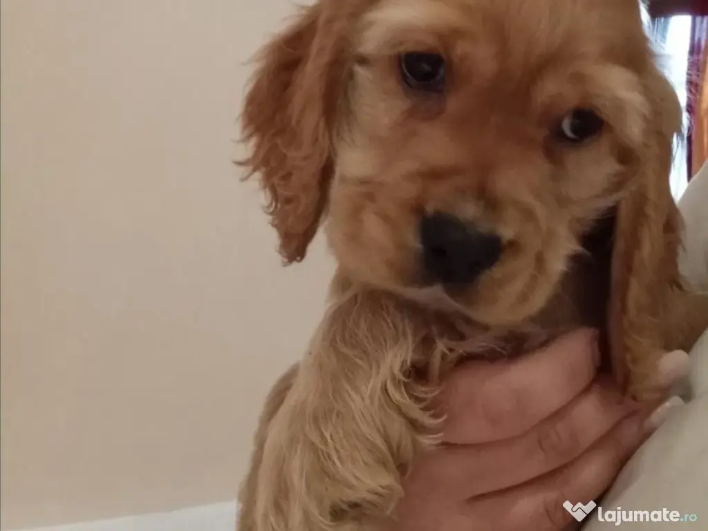 Coker spaniel englez 