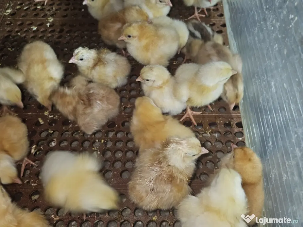 pui de țară rasa mixta 