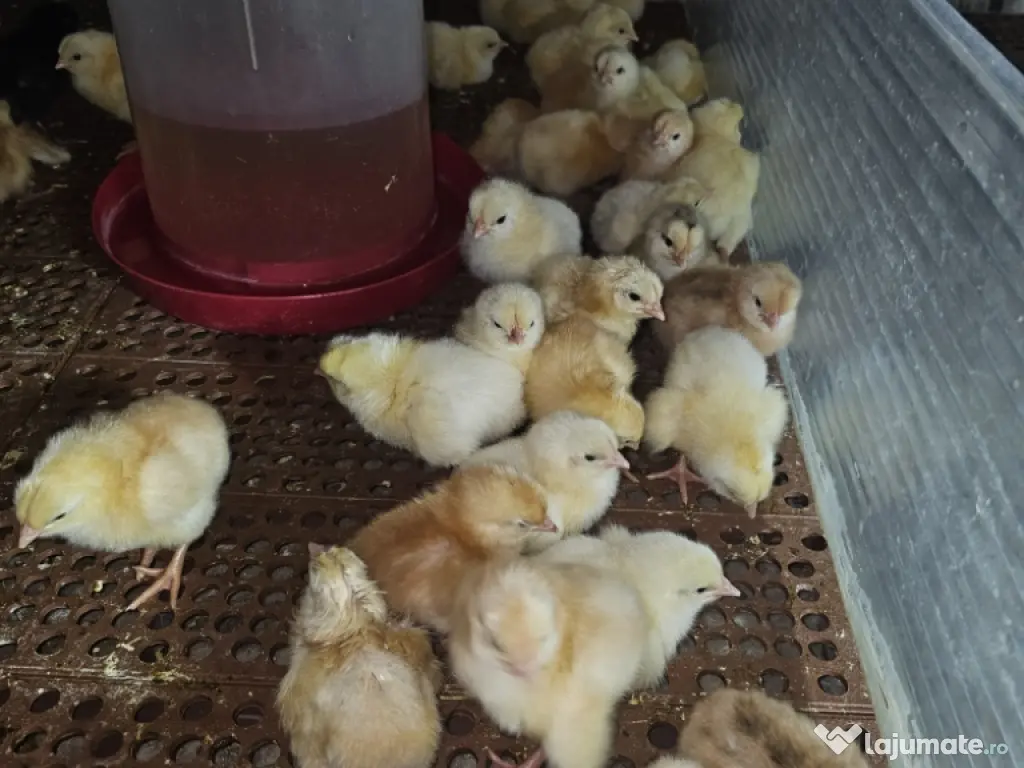 pui de țară rasa mixta 