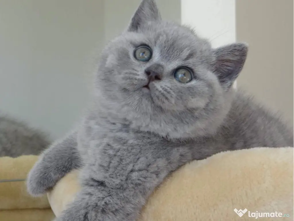 British shorthair pui 