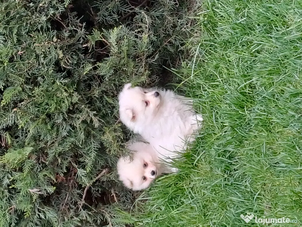 Pui spitz pomeranian 