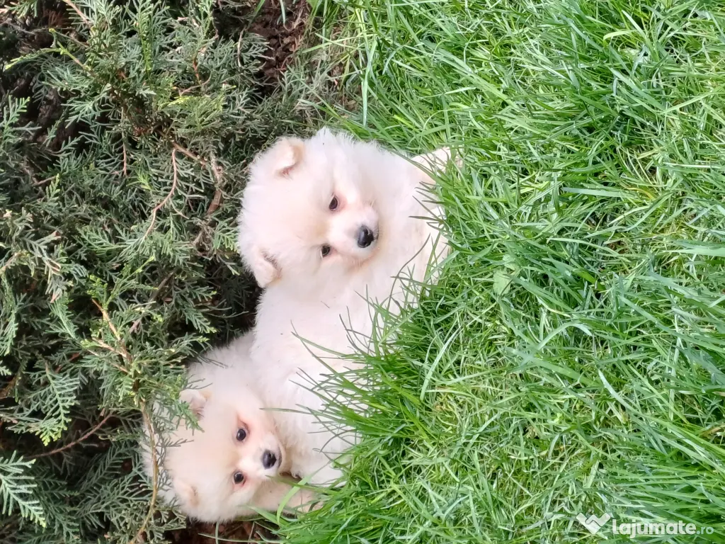 Pui spitz pomeranian 