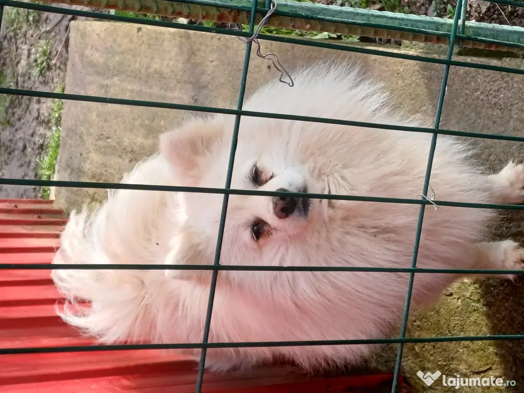 Pui spitz pomeranian 