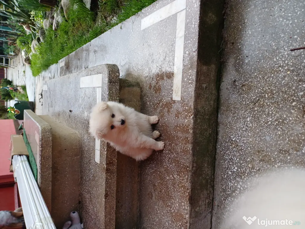 Pui spitz pomeranian 