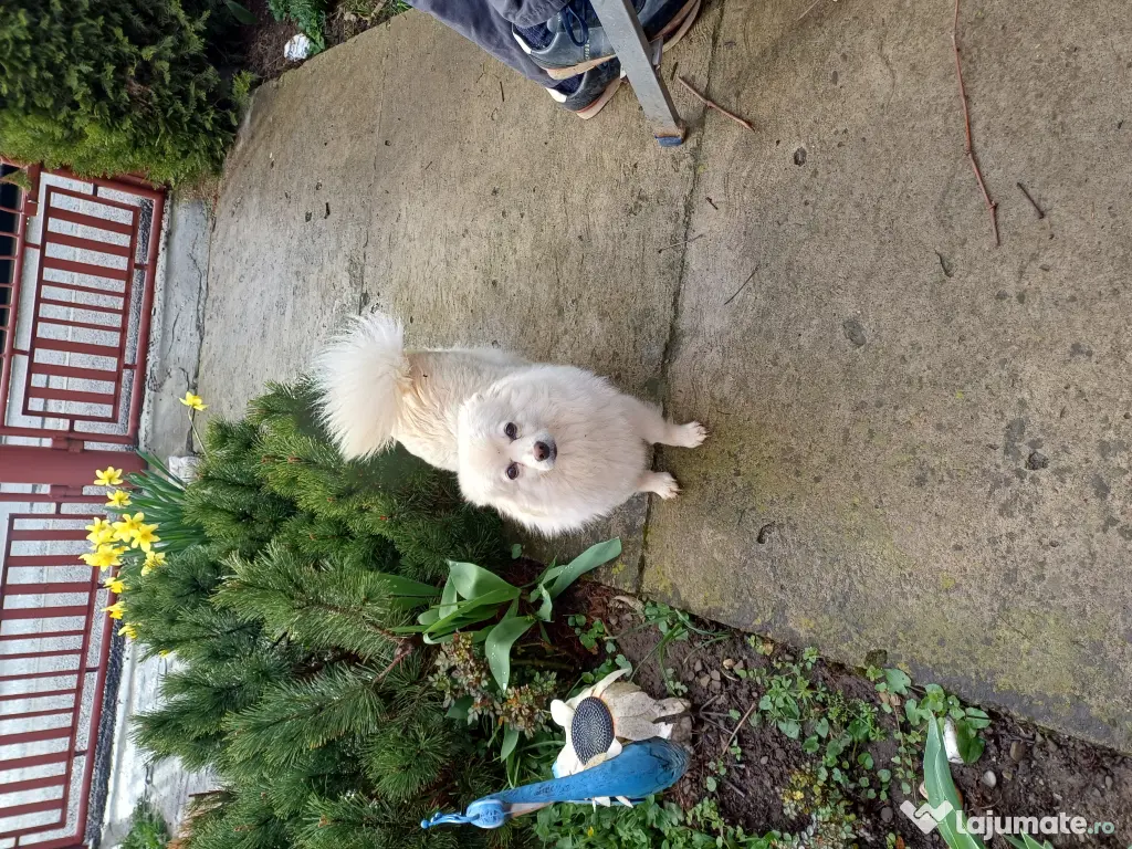 Pui spitz pomeranian 