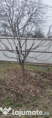 Harlau, Iași. Casa. pret bun 