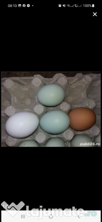 Ouă araucana și ameraucana pentru incubat 