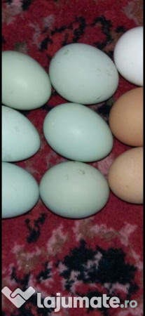 Ouă araucana și ameraucana pentru incubat 