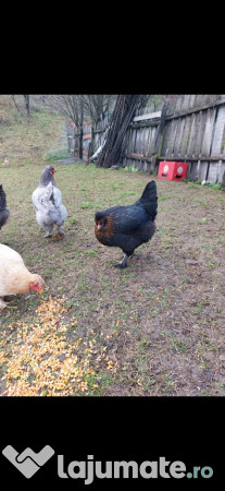 Ouă araucana și ameraucana pentru incubat 