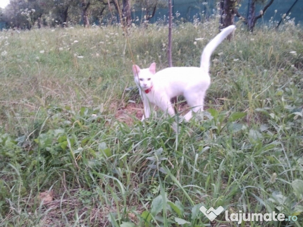 Intravilan 480 mp , loc de casa , zona padure Baicoi Prahova